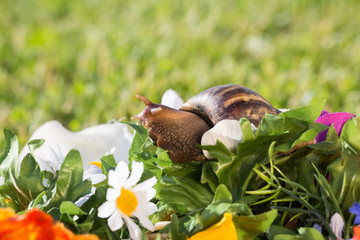 A large snails on a bouquet of artificial flowers
