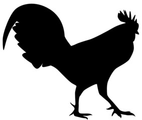 Hahn © frilled_dragon