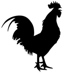 Hahn © frilled_dragon