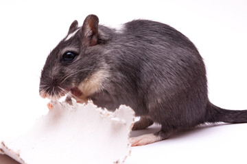 Wüstenrennmaus nagt an Pappe