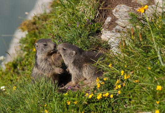 Couple de marmottes