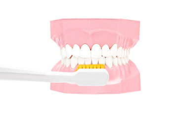 Studio shot of dentures made out of plaster cast and tooth brush