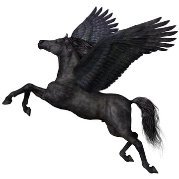 Black Pegasus Profile
