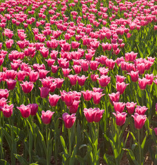 field of tulips