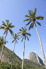 Fototapeta na wymiar Głowa Cukru Mountain Rio de Janeiro Brazylia