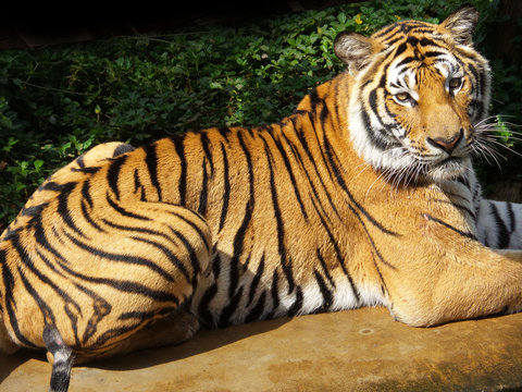 bengal tiger sitting