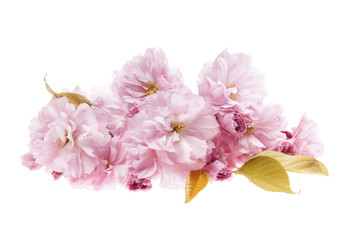 Cherry blossoms isolated