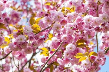 Panele Szklane  Wiśniowe kwiaty na wiosennych gałęziach wiśni