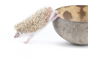 african pygmy hedgehog