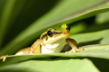 tree frog