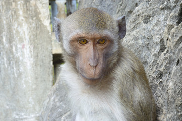 macaque