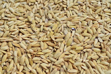 Obraz premium Paddy rice grain in farm