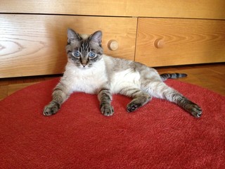 Gatto