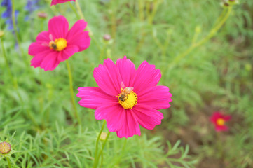 Obraz premium Kwiaty kosmosu