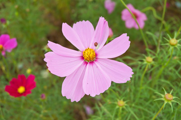 Obraz premium Cosmos flowers