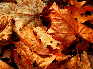 dry leafs background