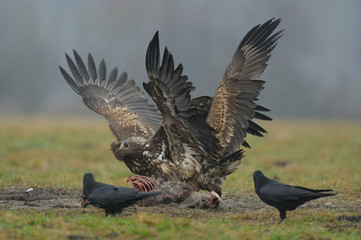 pygargue à queue blanche