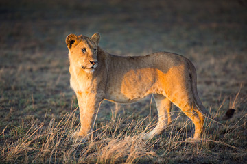 Fototapeta na wymiar Lew w Serengeti