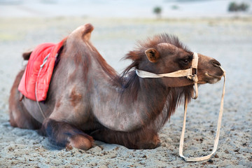 Bactrian Camel in desert of Nubra valley, Ladakh, North India