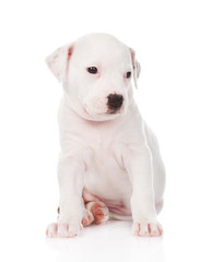 Fototapeta premium white mixed breed puppy. isolated on white background