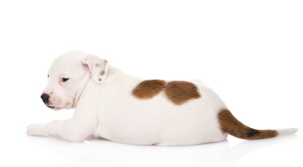 mixed breed puppy looking away. isolated on white background
