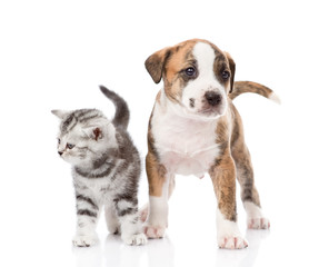 Scottish kitten and cute puppy together. isolated on white 