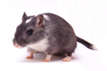 Wüstenrennmaus