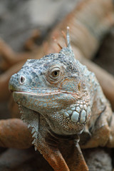 TIERE_1848_gruener_Leguan