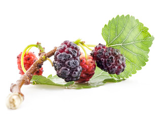 Mulberry on a branch and the green leaf