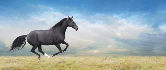 Le cheval noir court au grand galop sur le terrain