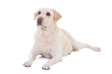 portrait of beautiful dog (golden retriever) lying isolated on w