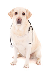 dog sitting with stethoscope isolated on white