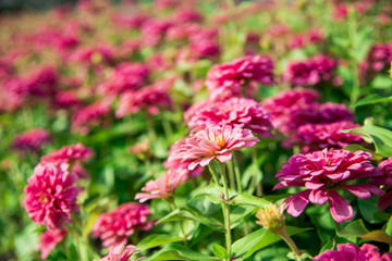 A lot of Pink Gerbera flower in the garden