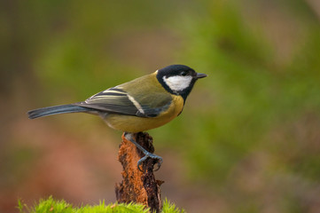 Tit - parus