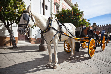 Fototapeta na wymiar Przewozu koni dla turystów w Sewilla, Hiszpania