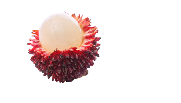 Pulasan Fruit or Nephelium mutabile