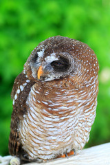 African Wood Owl (Strix woodfordii)