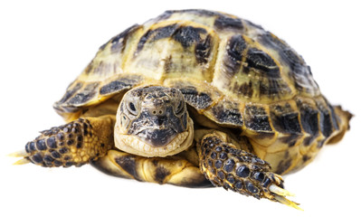 tortoise -  testudo horsfieldii isolated on a white background