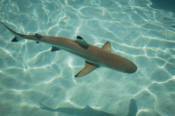 Fototapeta premium squalo