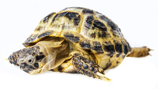tortoise -  testudo horsfieldii isolated on a white background