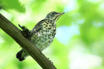 Fototapeta premium nestling blackbird on a branch