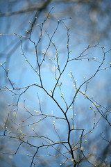 branches with leaves of spring blooming