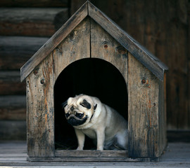 Funny pug dog in the dog house