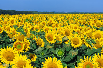 Sunflowers