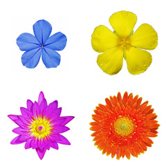 flower isolation include Sage rose, lotus and Gerbera