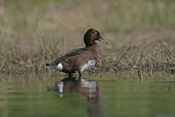 Ferruginous duck, Aythya nyroca