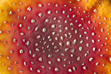 Fly agaric, Amanita muscaria