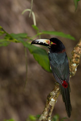 Aracari, Toucan