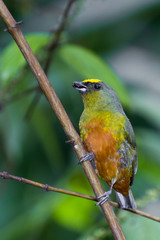 Olive backed euphonia