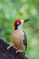 Black - cheeked Woodpecker